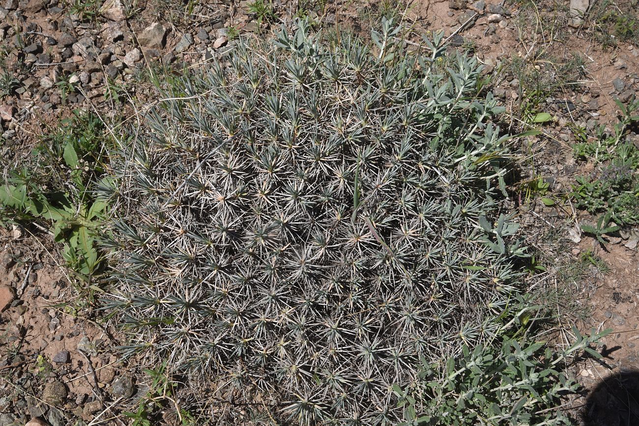 Image of genus Acantholimon specimen.