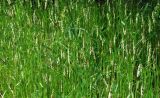 Alopecurus myosuroides. Заросли цветущих растений. Узбекистан, г. Ташкент, Ботанический сад им. Ф.Н.Русанова, в тени деревьев. 03.04.2022.