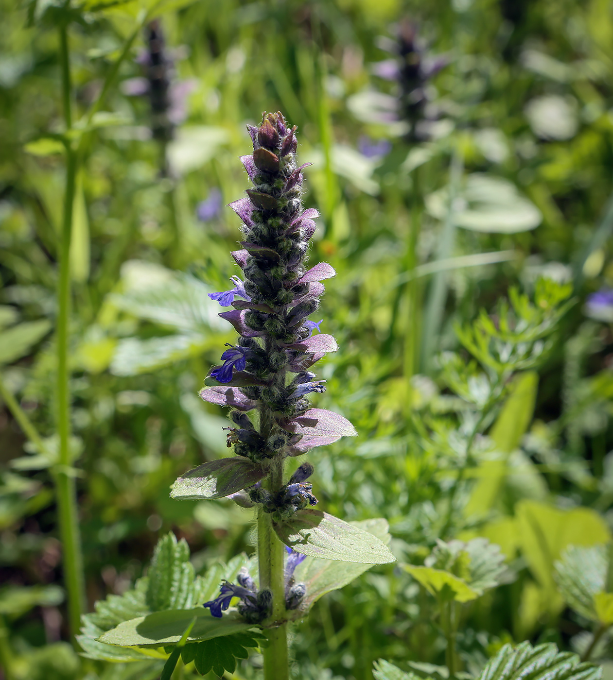 Изображение особи Ajuga reptans.