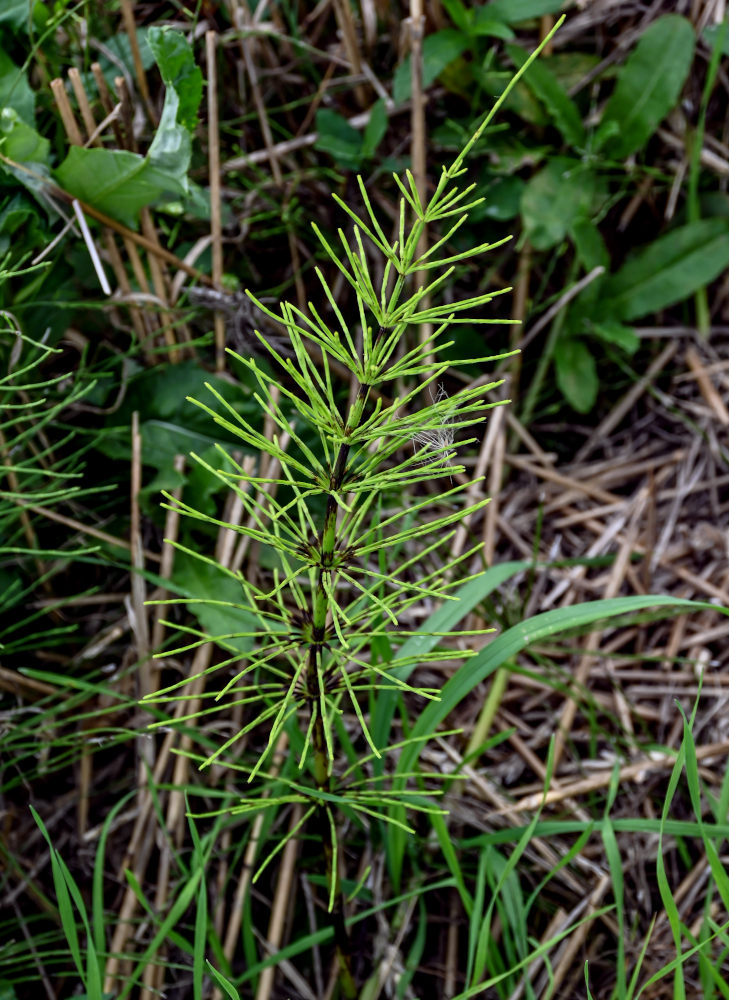 Изображение особи Equisetum arvense.