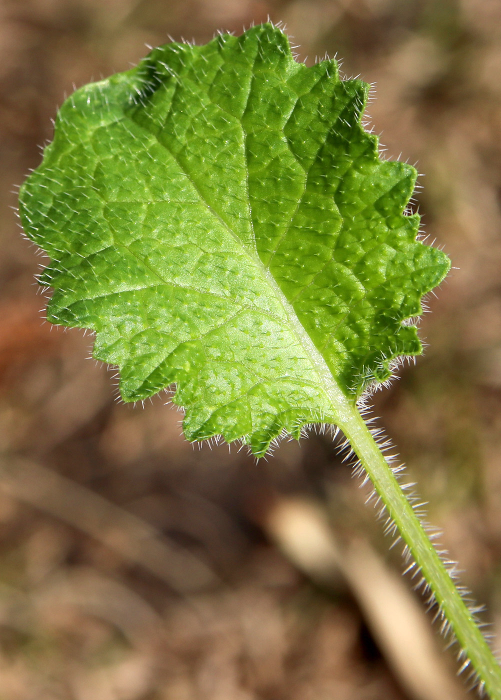 Image of Crambe cordifolia specimen.