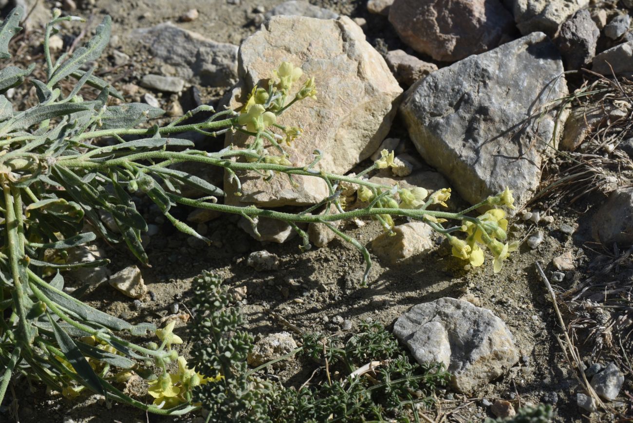 Image of familia Brassicaceae specimen.