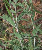 Astragalus albicaulis