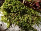 отдел Bryophyta