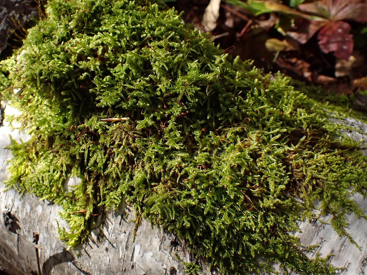 Изображение особи отдел Bryophyta.