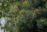 Araucaria heterophylla. Верхушки ветвей с микростробилами разной степени зрелости. Португалия, округ Лейрия, пос. Назаре, в культуре. 07.08.2025.