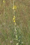 Verbascum thapsus. Верхушка цветущего растения. Белгородская обл., Ракитянский р-н, Венгеровское сельское поселение, хут. Донцов; дол. р. Пена, луг за прудом. 6 августа 2022 г.