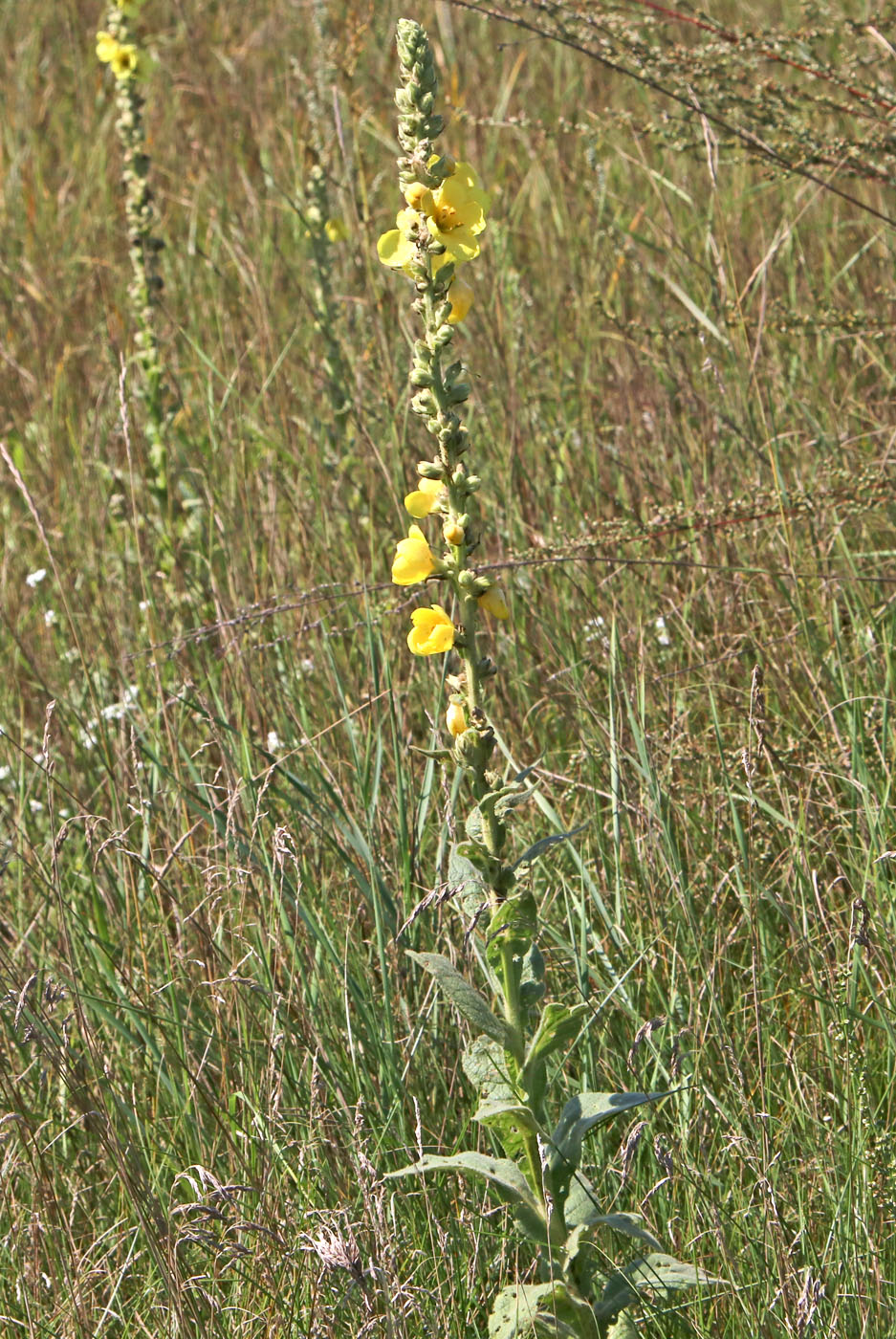 Image of Verbascum thapsus specimen.