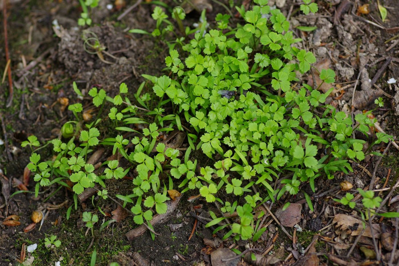 Изображение особи Aegopodium podagraria.