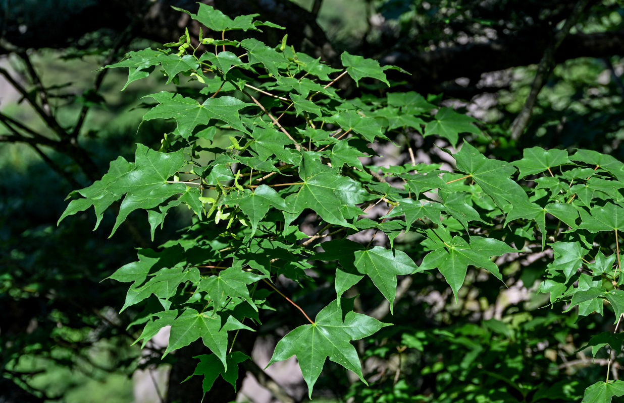 Изображение особи Acer longipes.