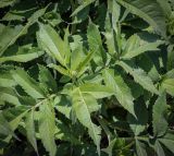 семейство Asteraceae