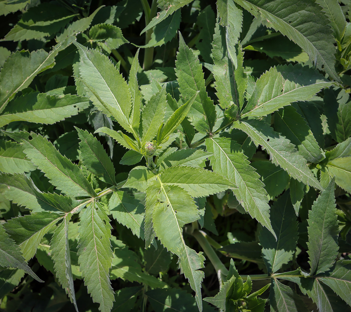 Изображение особи семейство Asteraceae.