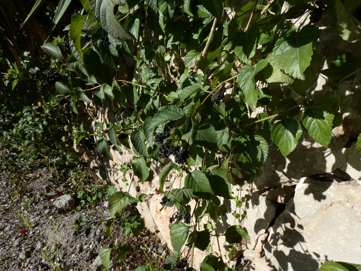 Изображение особи Lantana &times; strigocamara.