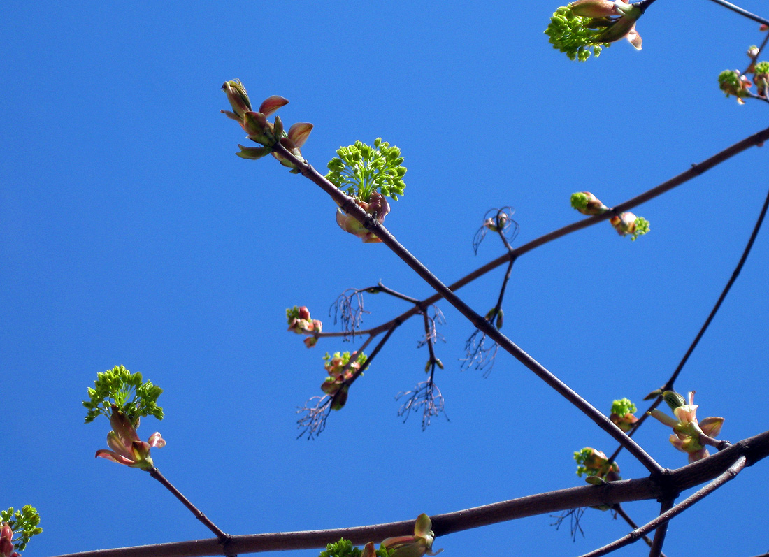 Image of Acer platanoides specimen.