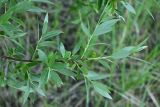 genus Salix. Ветвь. Московская обл., г. о. Серпухов, Ланьшинский карьер, зарастающие песчаные откосы карьера. 01.06.2025.