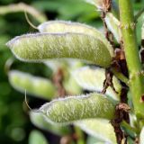 Lupinus polyphyllus