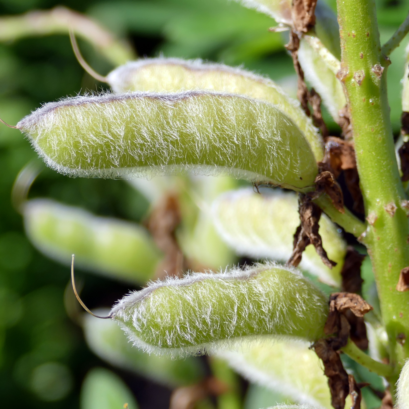 Изображение особи Lupinus polyphyllus.