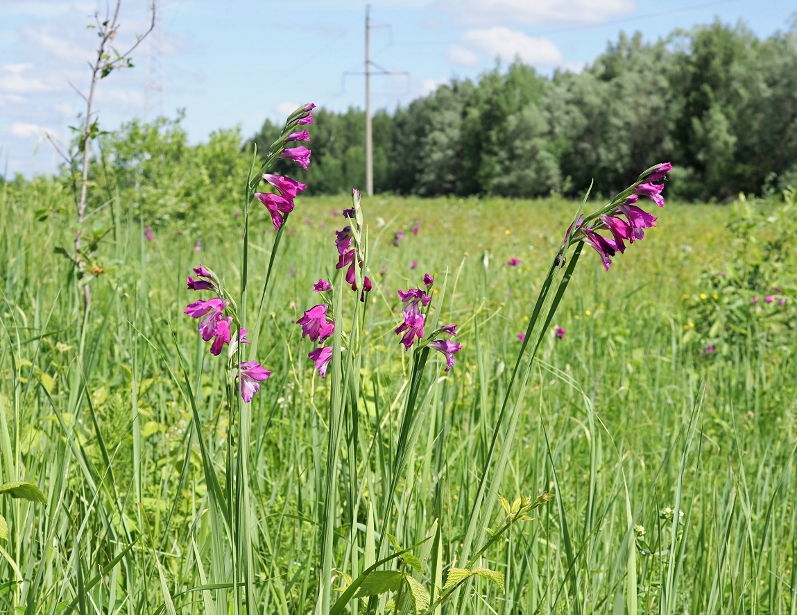 Изображение особи Gladiolus imbricatus.