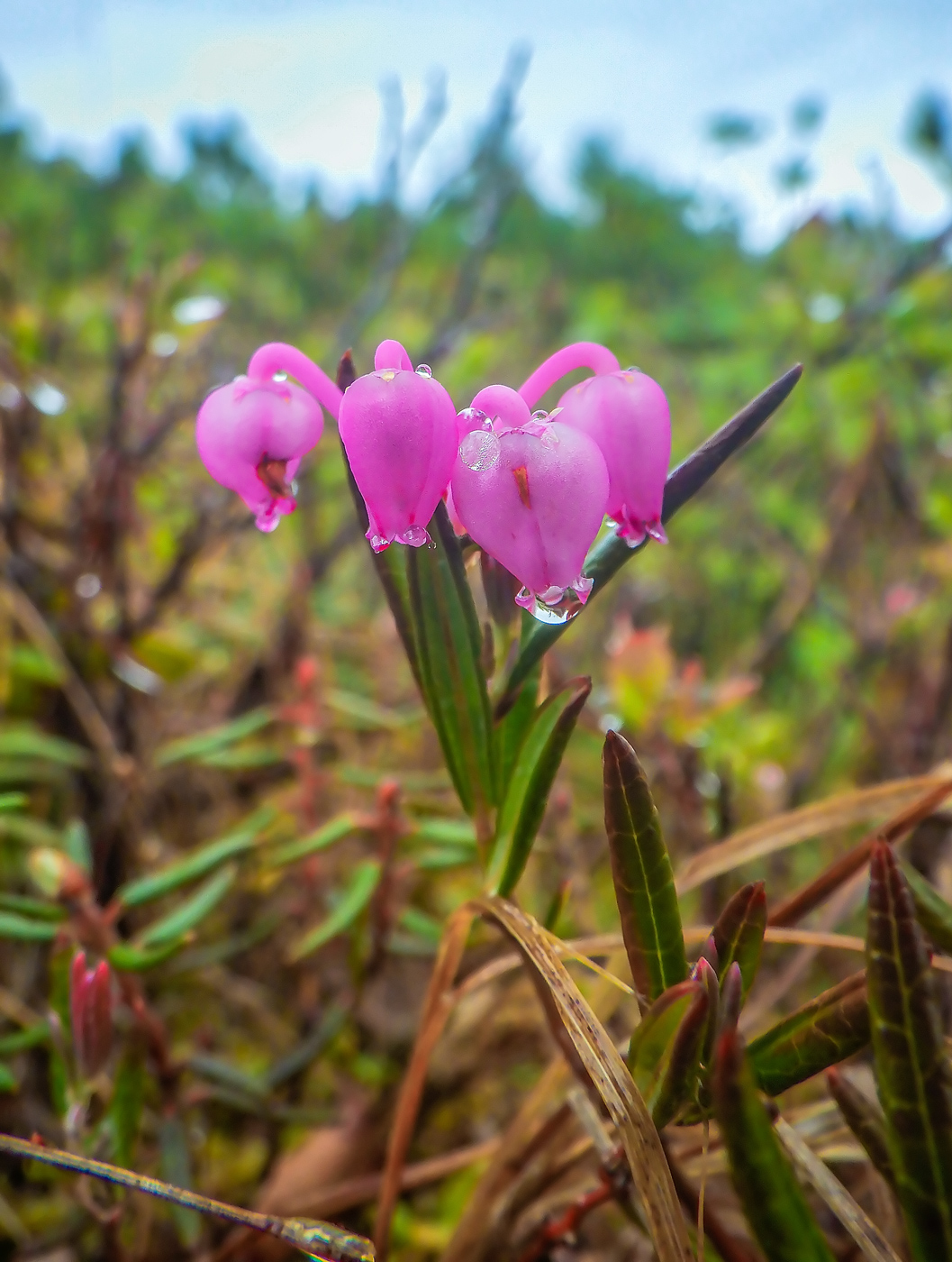 Изображение особи Andromeda polifolia.