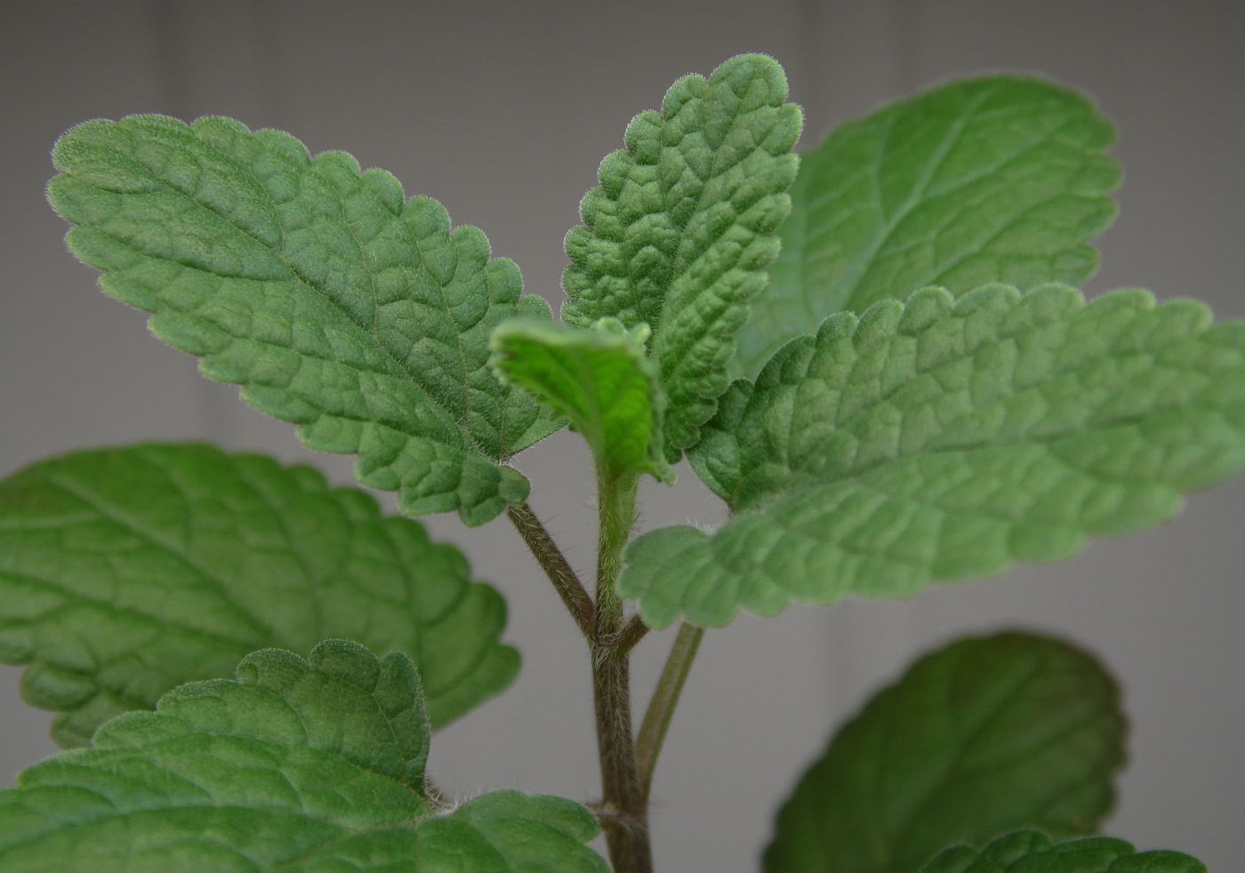 Image of genus Nepeta specimen.