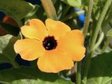 Thunbergia alata. Цветок. Свердловская обл., окр. г. Североуральск, дачный участок. 16.08.2023.