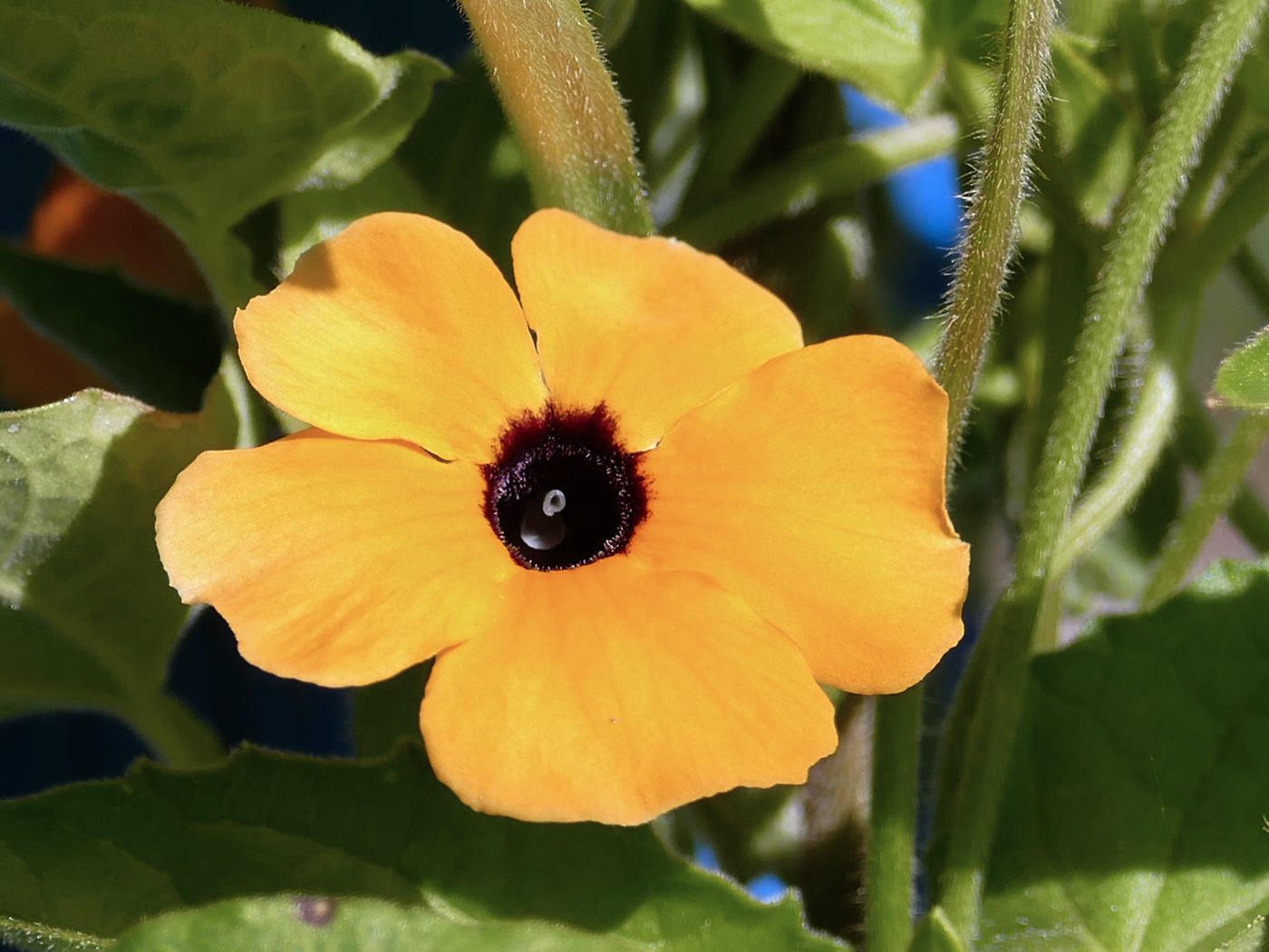 Image of Thunbergia alata specimen.