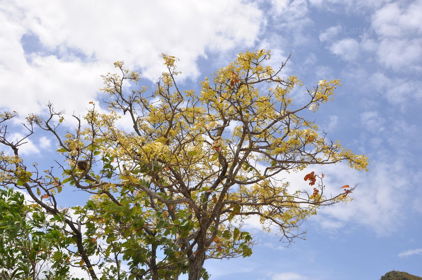 Изображение особи семейство Dipterocarpaceae.