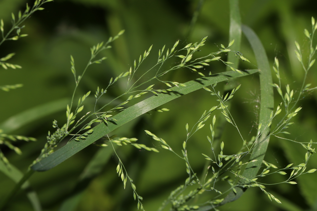Изображение особи Calamagrostis obtusata.