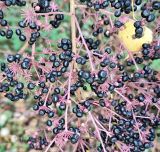 Aralia elata. Часть соплодия со зрелыми плодами. Республика Беларусь, г. Витебск, ботанический сад ВГУ. Конец сентября.