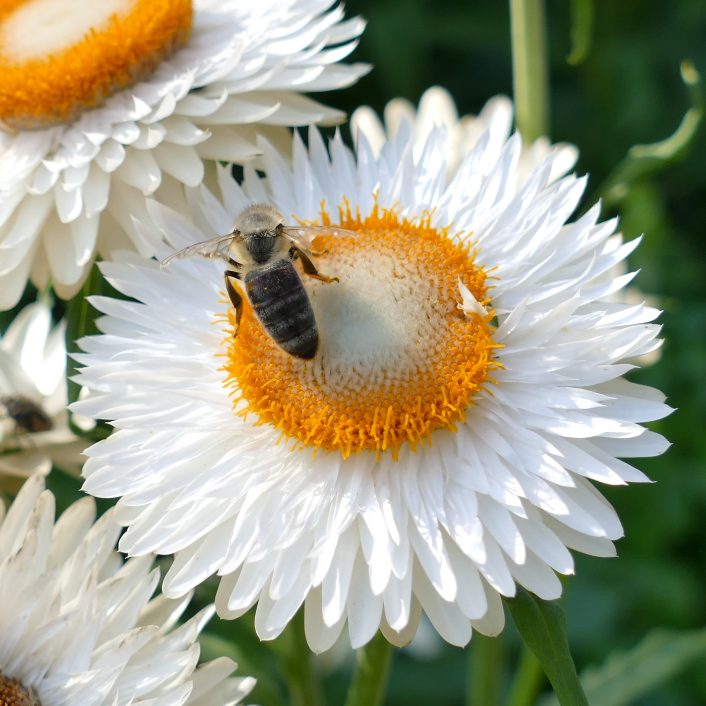 Изображение особи Xerochrysum bracteatum.