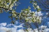 Prunus cerasifera. Часть цветущей ветви. Санкт-Петербург, Кировский р-н, палисадник у жилого дома, в культуре. 08.05.2026.