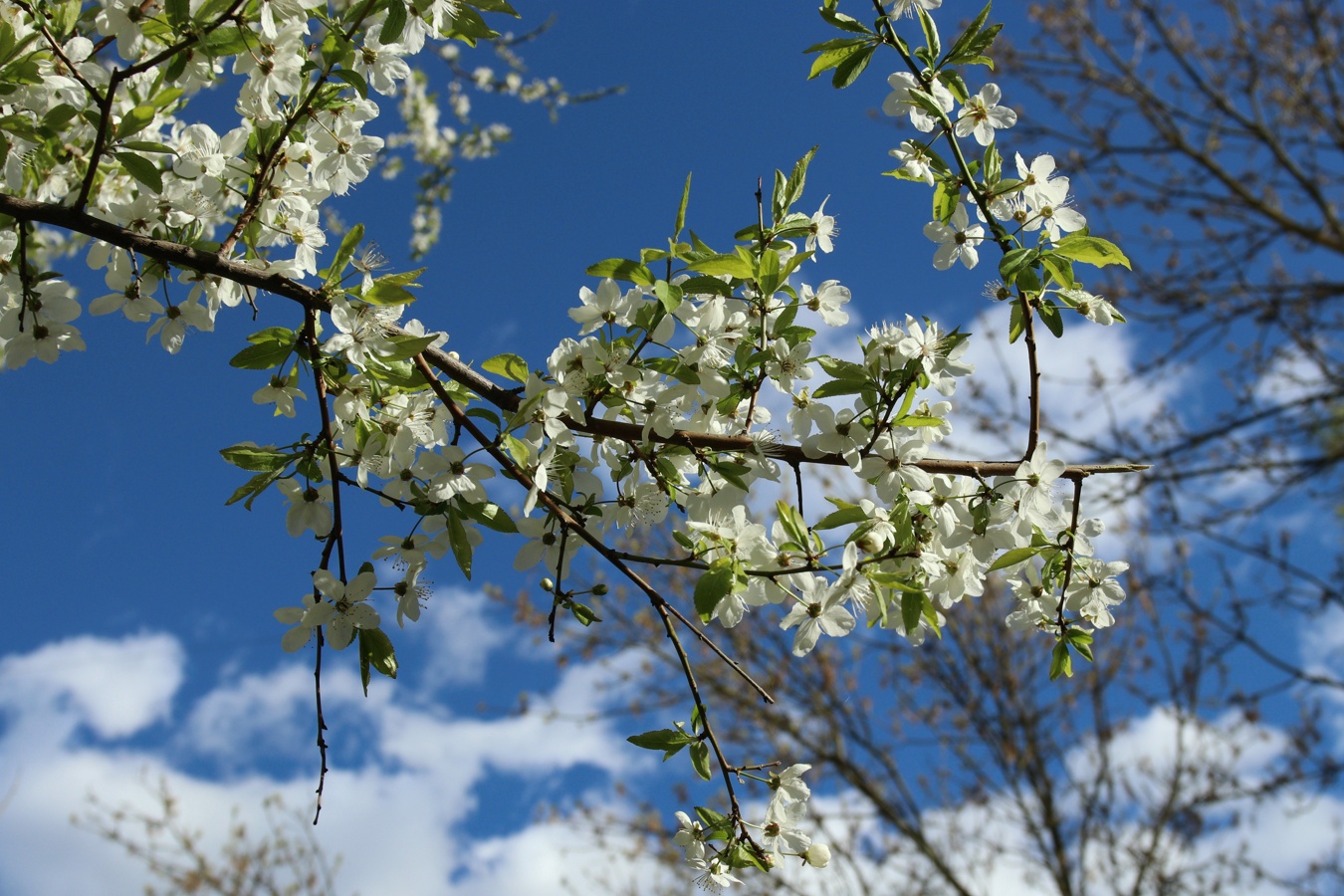 Image of Prunus cerasifera specimen.