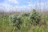 Artemisia marschalliana