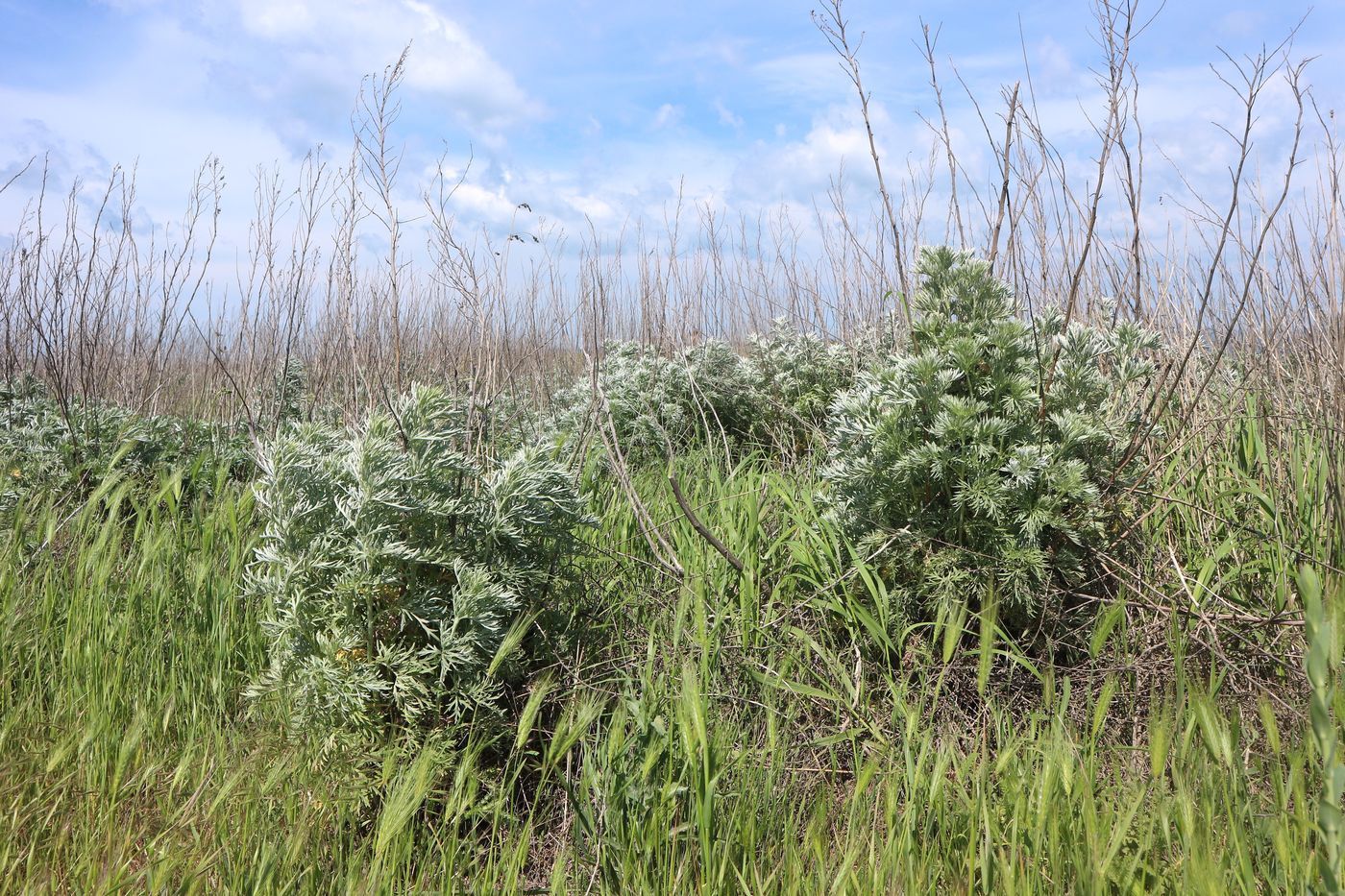 Image of Artemisia marschalliana specimen.