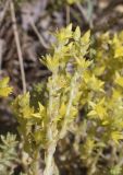 Sedum acre. Верхушка побега с соцветиями. Испания, Каталония, пров. Барселона, комарка Осона, муниципалитет Виланова-де-Сау, водохранилище Сау, обочина дороги. 31.05.2026.