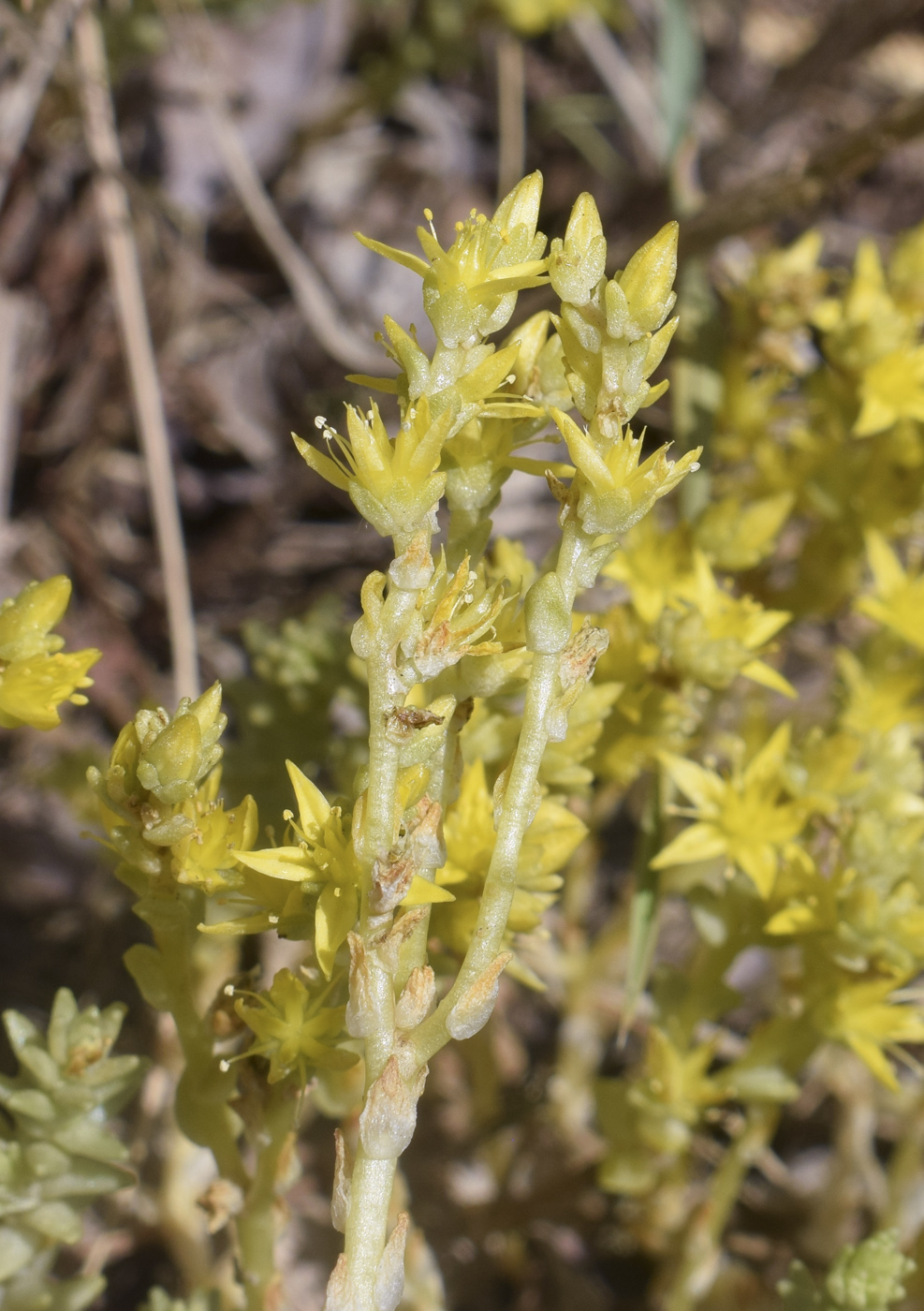 Image of Sedum acre specimen.