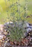 Silene borysthenica. Нижняя часть отцветающего растения. Ростовская обл., Красносулинский р-н, дол. р. Кундрючья, каменистая степь. 17.05.2026.