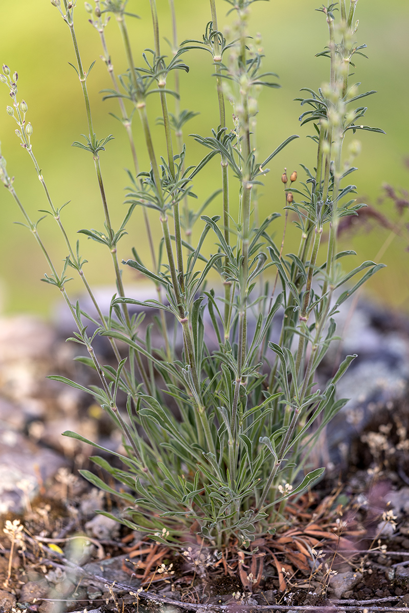 Изображение особи Silene borysthenica.