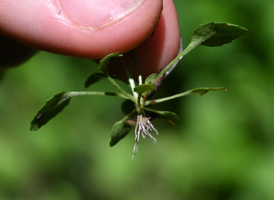 Изображение особи Androsace filiformis.