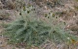 Cynara cardunculus