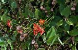 Pseudogynoxys chenopodioides. Верхушки цветущего и плодоносящего растений. Португалия, о-в Мадейра, г. Фуншал, в культуре. 09.06.2026.