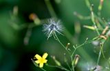 Mycelis muralis