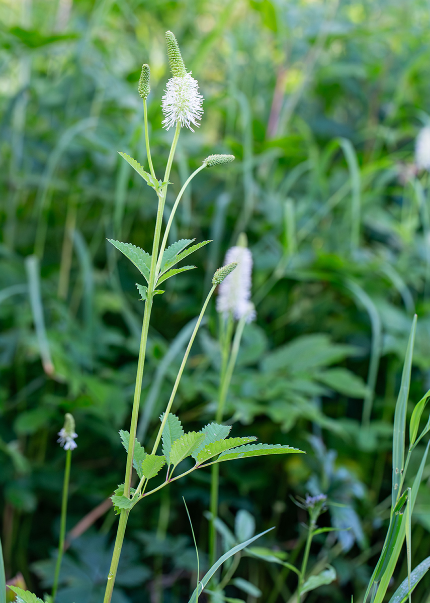 Image of Sanguisorba stipulata specimen.