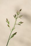 Image of taxon representative. Author is Михаил Шовкун