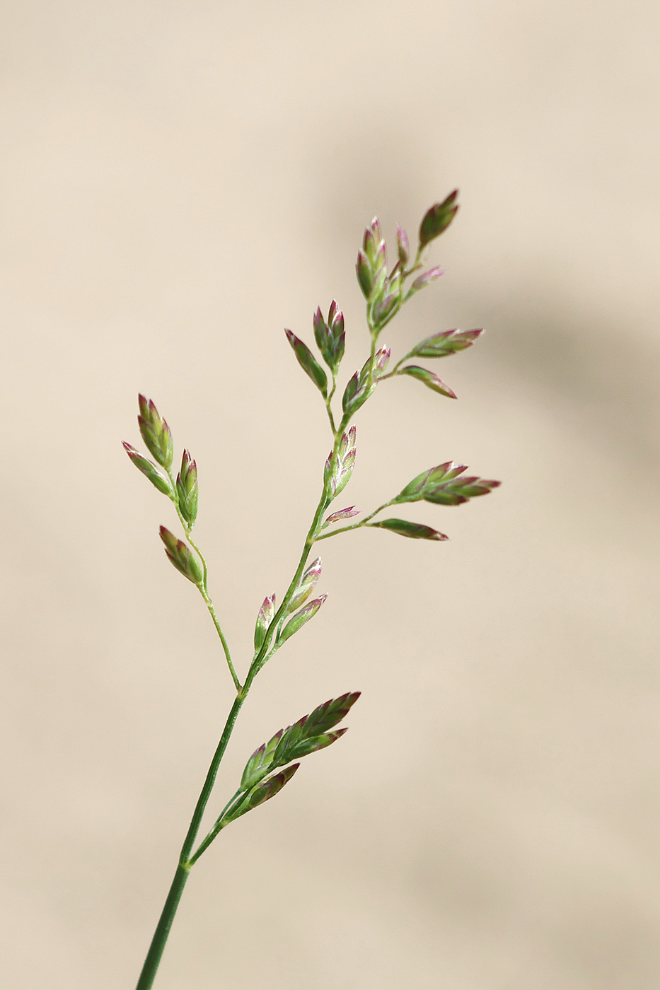 Image of Poa compressa specimen.
