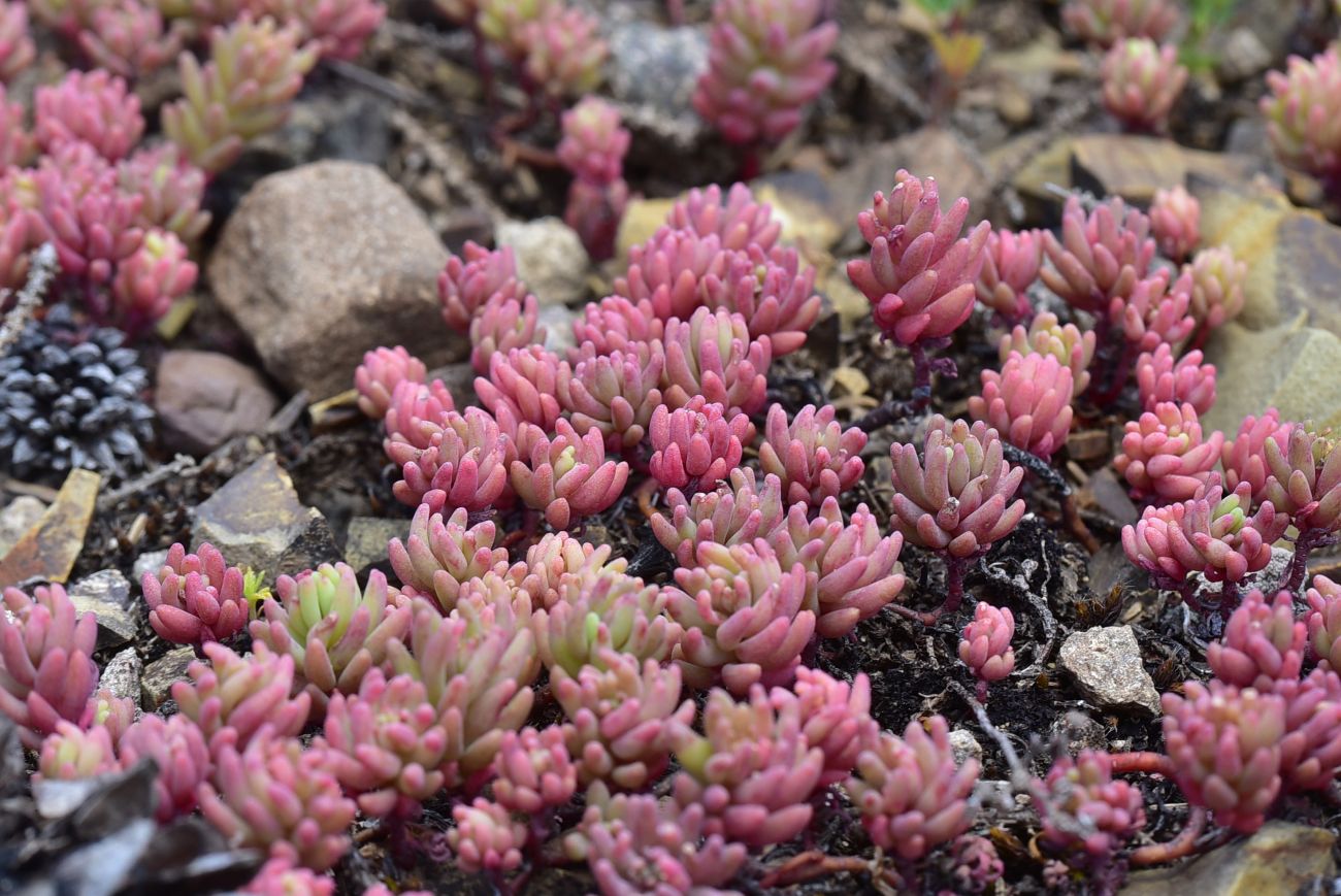 Image of genus Sedum specimen.