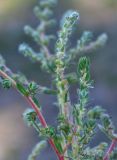 Bassia hyssopifolia. Верхушки цветущих и плодоносящих веточек. Астраханская обл., Камызякский р--н, окр. с. Нижнекалиновский, левобережье ер. Большой Кашкалдак, солонцеватый участок пастбищного луга. 11.09.2026.