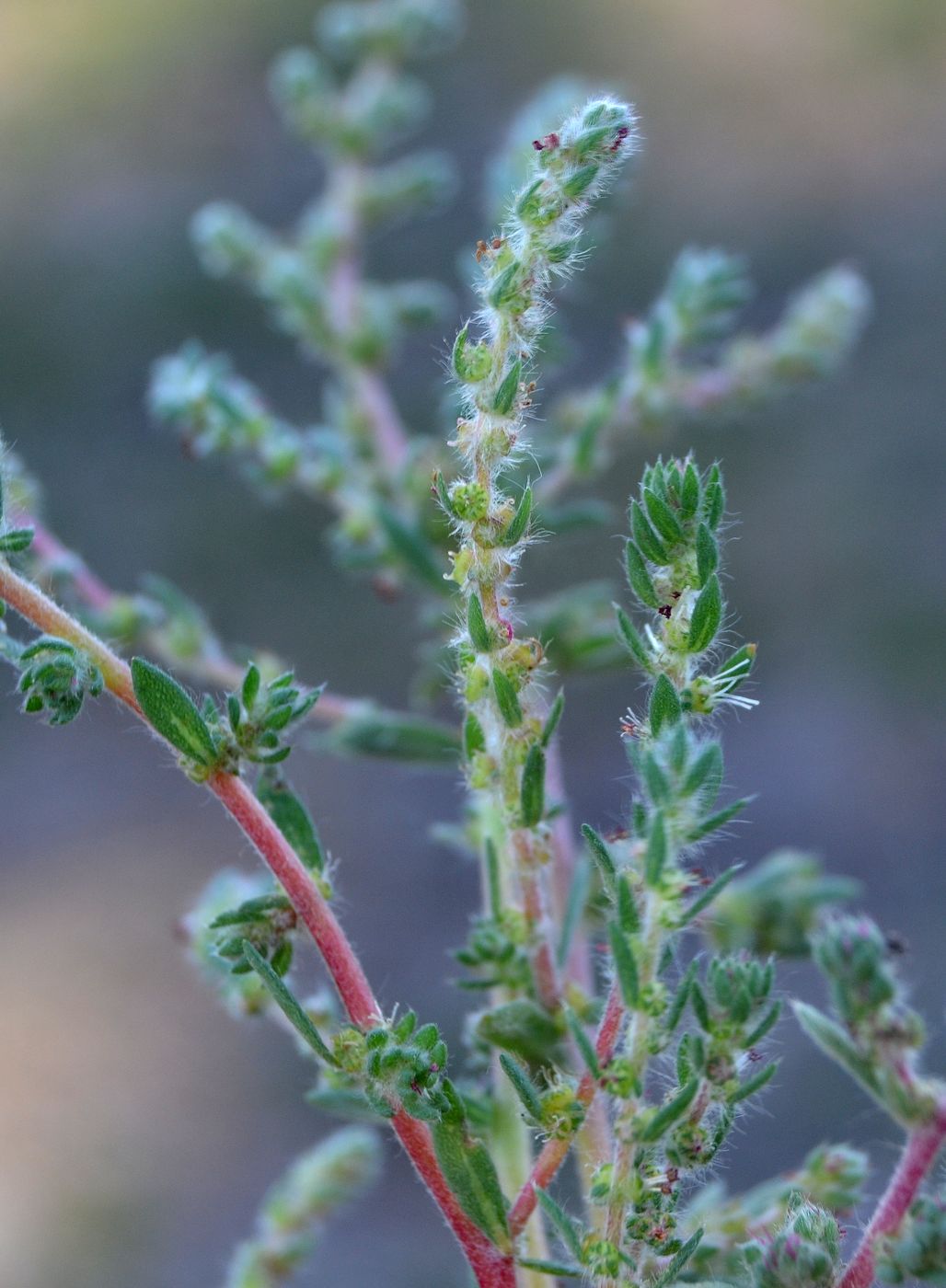 Image of Bassia hyssopifolia specimen.