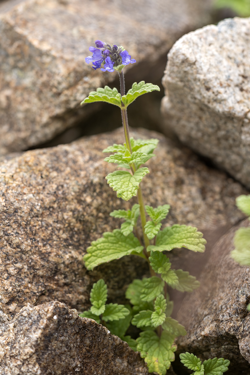 Изображение особи Nepeta supina.