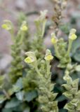 Scutellaria adenostegia